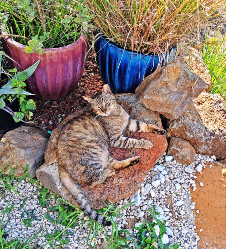 Photo of the Day: Taco Cat